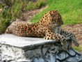 /album/galerie-photos/l-leopard-jpg1/